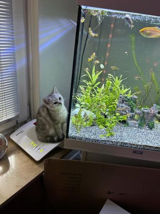 Kleine BKH Dame such ein Zuhause