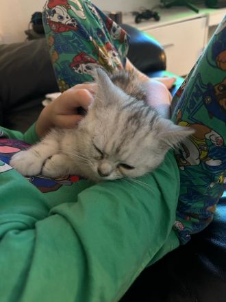 Kleine BKH Dame such ein Zuhause