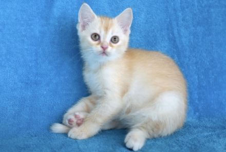 BKH Kuschelbärchen, sehr verschmust ❤️