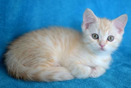 BKH Kuschelbärchen, sehr verschmust ❤️