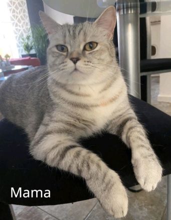 BKH Kuschelbärchen, sehr verschmust ❤️