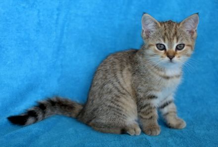 BKH Kuschelbärchen, sehr verschmust ❤️