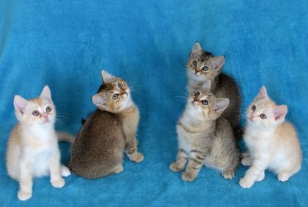 BKH Kuschelbärchen, sehr verschmust ❤️