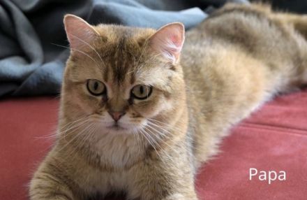 BKH Kuschelbärchen, sehr verschmust ❤️