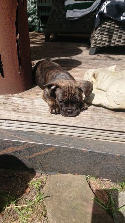 Französische Bulldogge Welpe Rüde mit Nase und Rute in Standartfarben