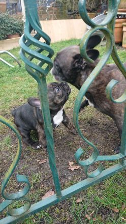 Französische Bulldogge Welpe Rüde mit Nase und Rute in Standartfarben