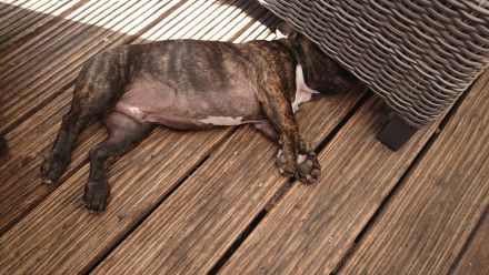 Französische Bulldogge Welpe Rüde mit Nase und Rute in Standartfarben