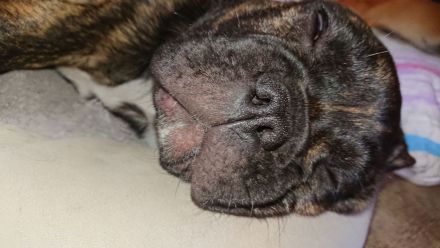 Französische Bulldogge Welpe Rüde mit Nase und Rute in Standartfarben