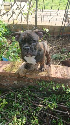 Französische Bulldogge Welpe Rüde mit Nase und Rute in Standartfarben