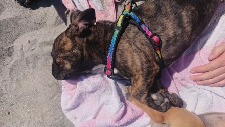 Französische Bulldogge Welpe Rüde mit Nase und Rute in Standartfarben