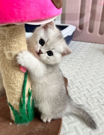 BKH Kitten mit exzellentem Stammbaum Silver Shaded