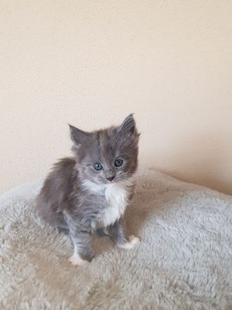 2 Maine coon kitten