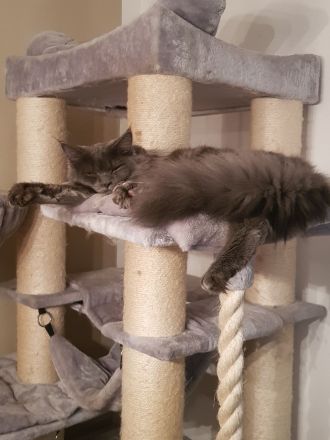 2 Maine coon kitten