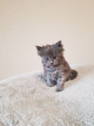 2 Maine coon kitten
