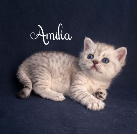 BKH Kitten, British Kurzhaar Babykatzen