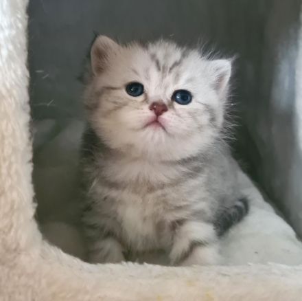 BKH Kitten, British Kurzhaar Babykatzen