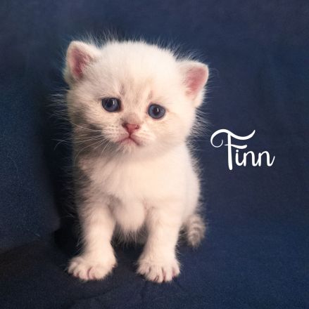 BKH Kitten, British Kurzhaar Babykatzen