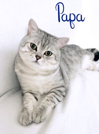 BKH Kitten, British Kurzhaar Babykatzen