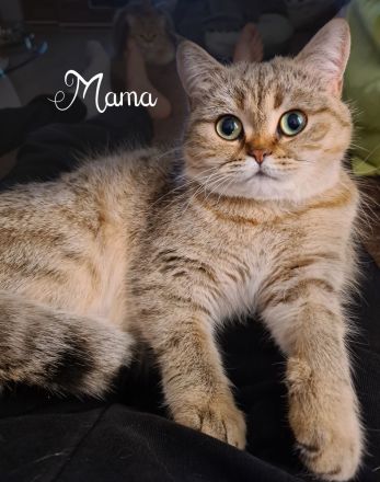 BKH Kitten, British Kurzhaar Babykatzen