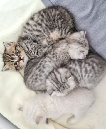 BKH Kitten, British Kurzhaar Babykatzen