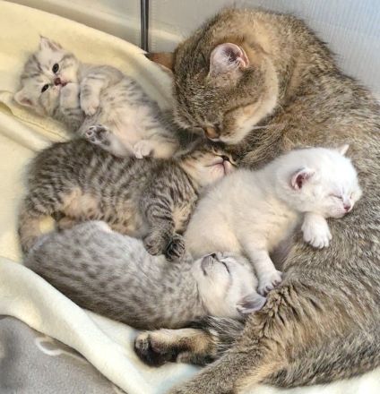 BKH Kitten, British Kurzhaar Babykatzen