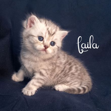 BKH Kitten, British Kurzhaar Babykatzen