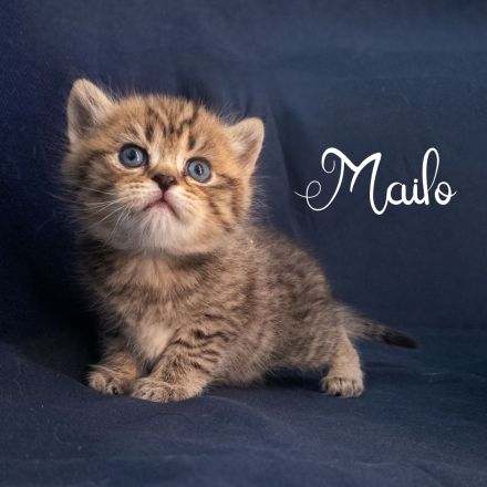 BKH Kitten, British Kurzhaar Babykatzen