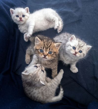 BKH Kitten, British Kurzhaar Babykatzen