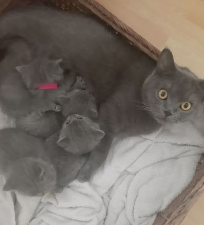 BKH Kittens Kartäuser Chartreux Russisch
