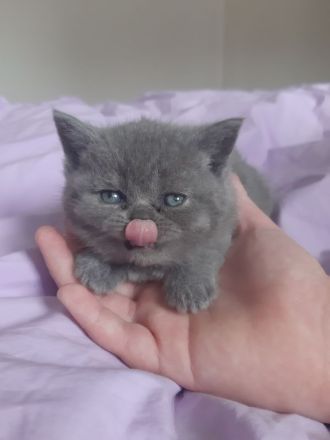 BKH Kittens Kartäuser Chartreux Russisch