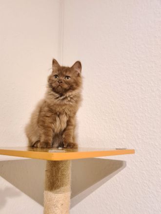 Reinrassige BKH und BLH Kitten mit Stammbaum