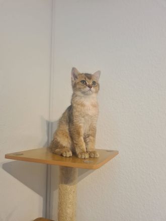 Reinrassige BKH und BLH Kitten mit Stammbaum