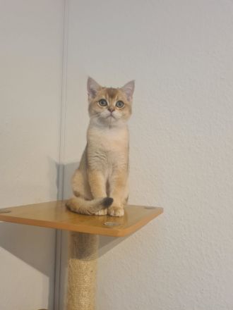 Reinrassige BKH und BLH Kitten mit Stammbaum