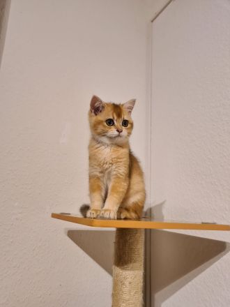 Reinrassige BKH und BLH Kitten mit Stammbaum