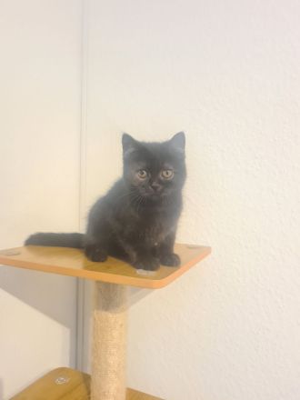 Reinrassige BKH und BLH Kitten mit Stammbaum