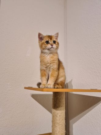 Reinrassige BKH und BLH Kitten mit Stammbaum