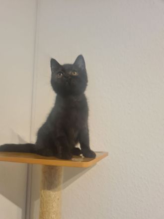 Reinrassige BKH und BLH Kitten mit Stammbaum