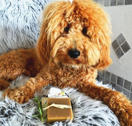 Traumpudel darf gesunde Hündinnen daten ! ;) Pudel Deckrüde / Mittelpudel / Doodle / Mediumdoodle !