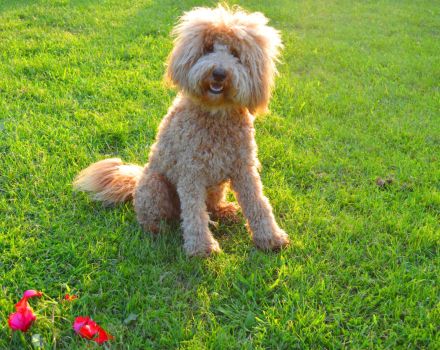 Traumpudel darf gesunde Hündinnen daten ! ;) Pudel Deckrüde / Mittelpudel / Doodle / Mediumdoodle !