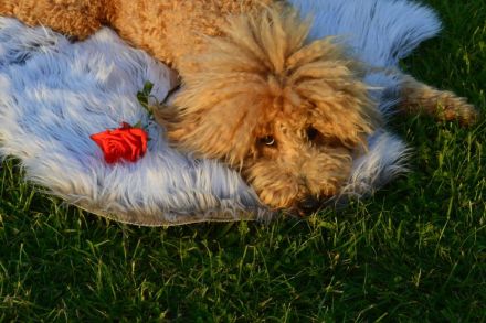 Traumpudel darf gesunde Hündinnen daten ! ;) Pudel Deckrüde / Mittelpudel / Doodle / Mediumdoodle !
