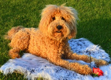 Traumpudel darf gesunde Hündinnen daten ! ;) Pudel Deckrüde / Mittelpudel / Doodle / Mediumdoodle !