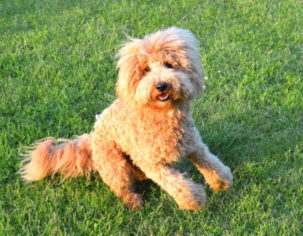 Traumpudel darf gesunde Hündinnen daten ! ;) Pudel Deckrüde / Mittelpudel / Doodle / Mediumdoodle !