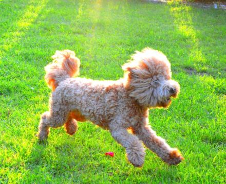 Traumpudel darf gesunde Hündinnen daten ! ;) Pudel Deckrüde / Mittelpudel / Doodle / Mediumdoodle !