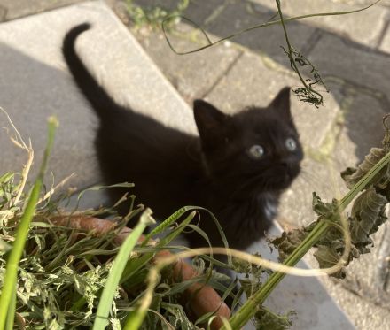 2liebe Kätzchen,weibl., geb.08.04.23