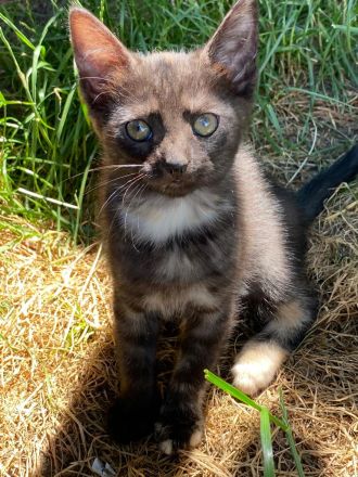 2liebe Kätzchen,weibl., geb.08.04.23