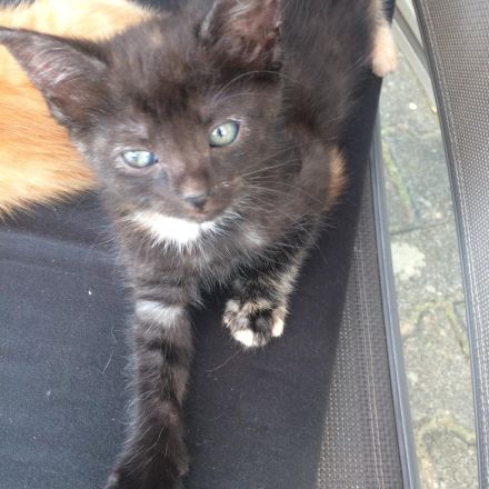 2liebe Kätzchen,weibl., geb.08.04.23