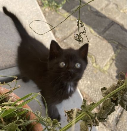 2liebe Kätzchen,weibl., geb.08.04.23