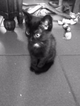 2liebe Kätzchen,weibl., geb.08.04.23