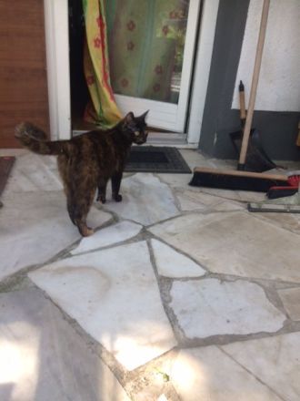 2liebe Kätzchen,weibl., geb.08.04.23