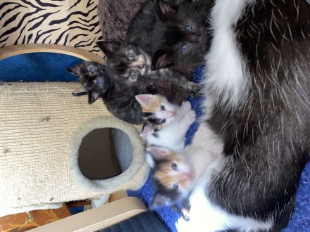 8 Babykatzen abzugeben
